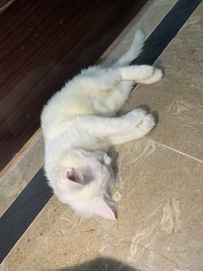 The Adorable Turkish Cat — photo 3