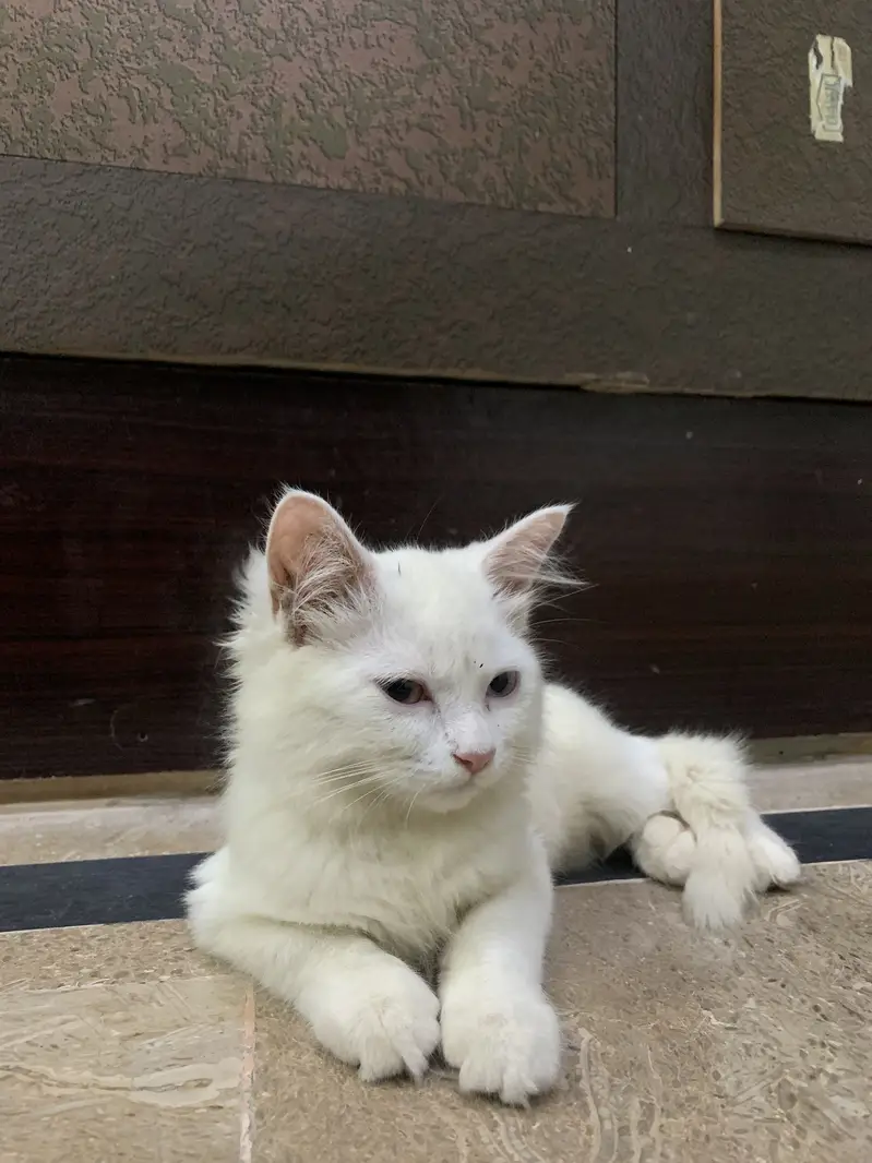 The Adorable Turkish Cat — photo 4