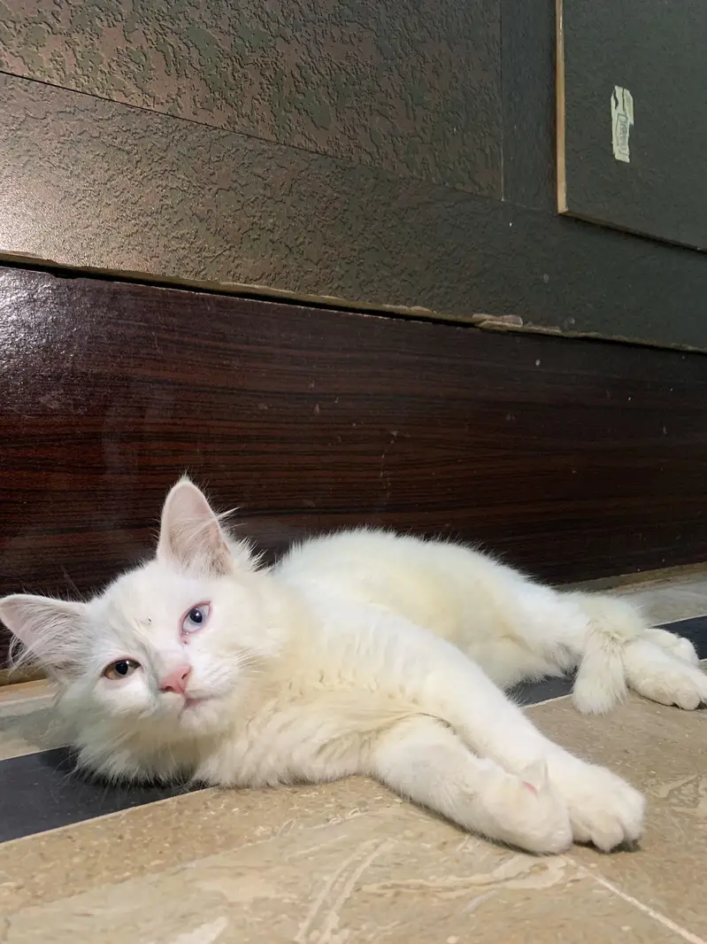 The Adorable Turkish Cat — photo 6