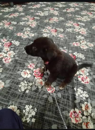 Belgian shepherd black name : shadow