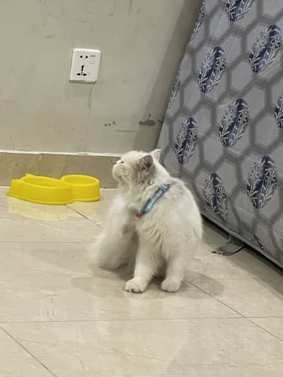 Triple coat Persian cat
