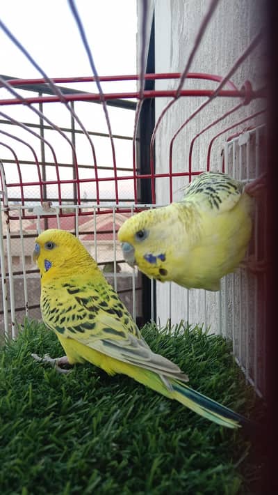 Mutation budgies breeder pairs available