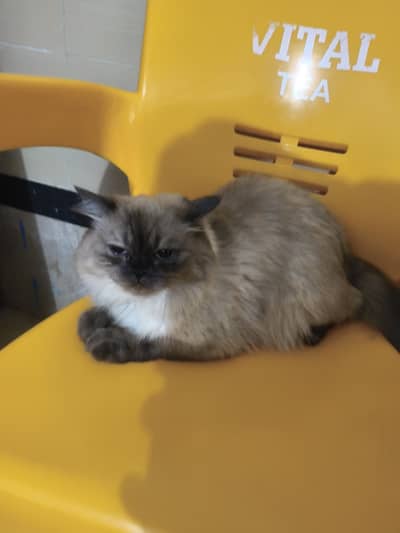 Persian Cat