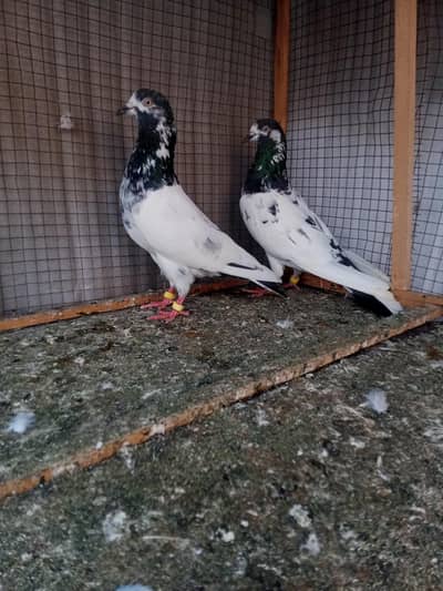 Quality 3 Breeder pairs Avalibile for sale