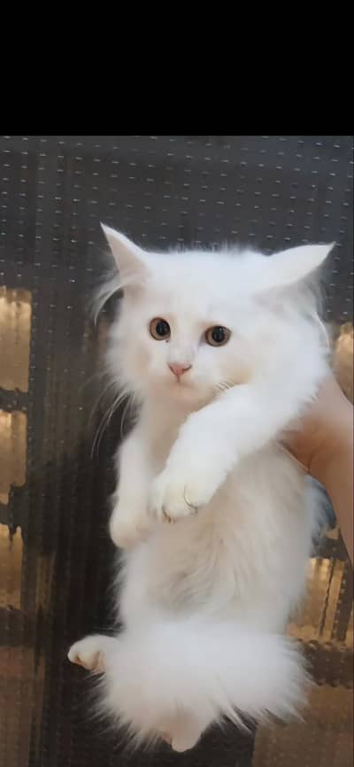 Persian kittens
