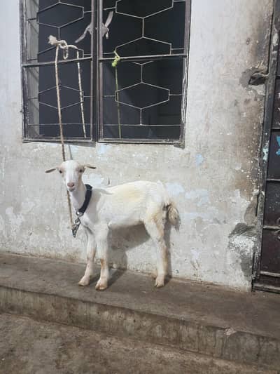 Goats selling !!