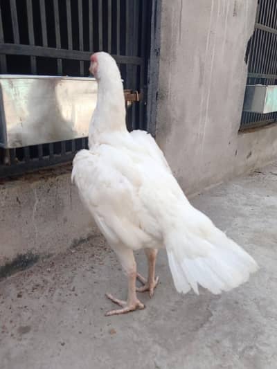 Hera  female what's up 03194781010