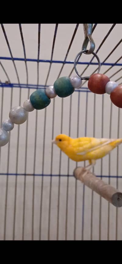 CANARY BIRD