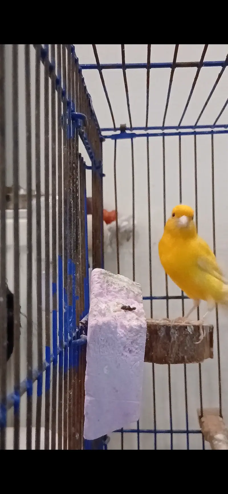 CANARY BIRD — photo 2