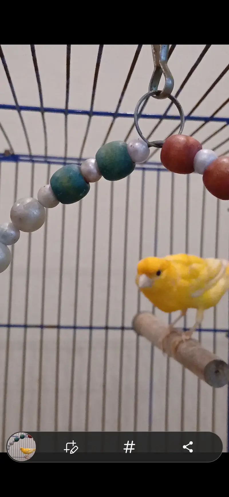 CANARY BIRD — photo 3