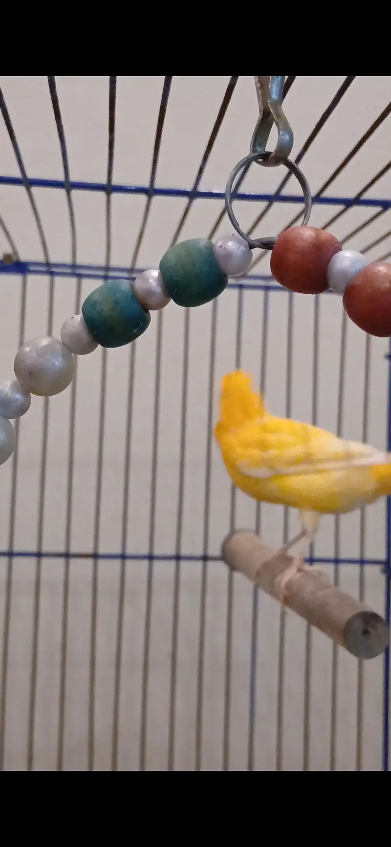 CANARY BIRD — photo 4