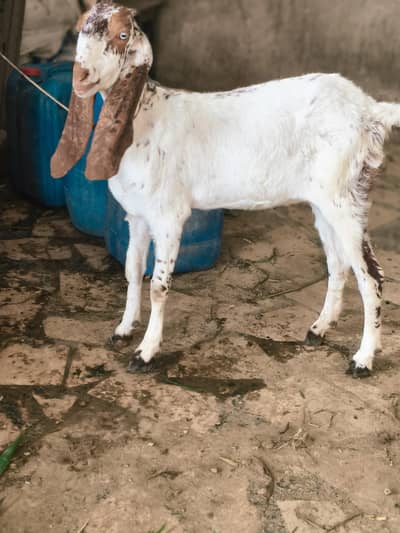 makkhi cheeni