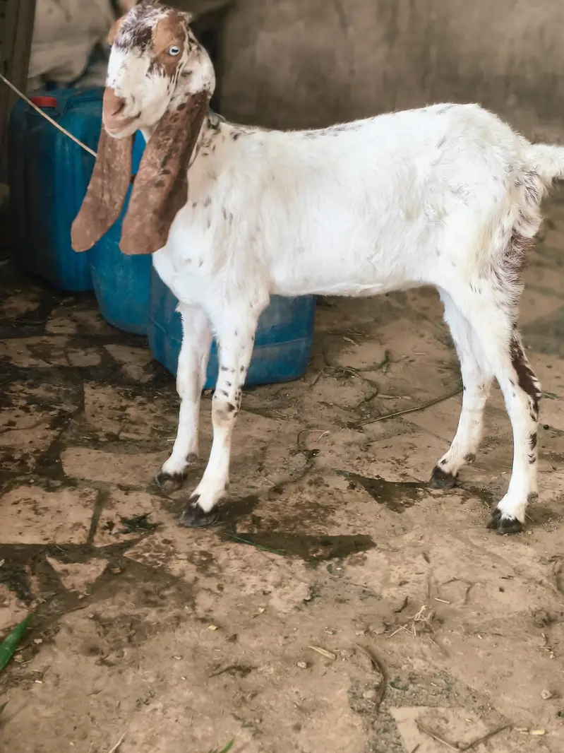 makkhi cheeni