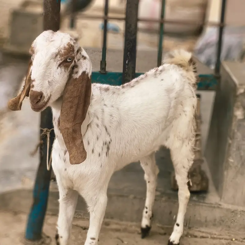 makkhi cheeni — photo 2