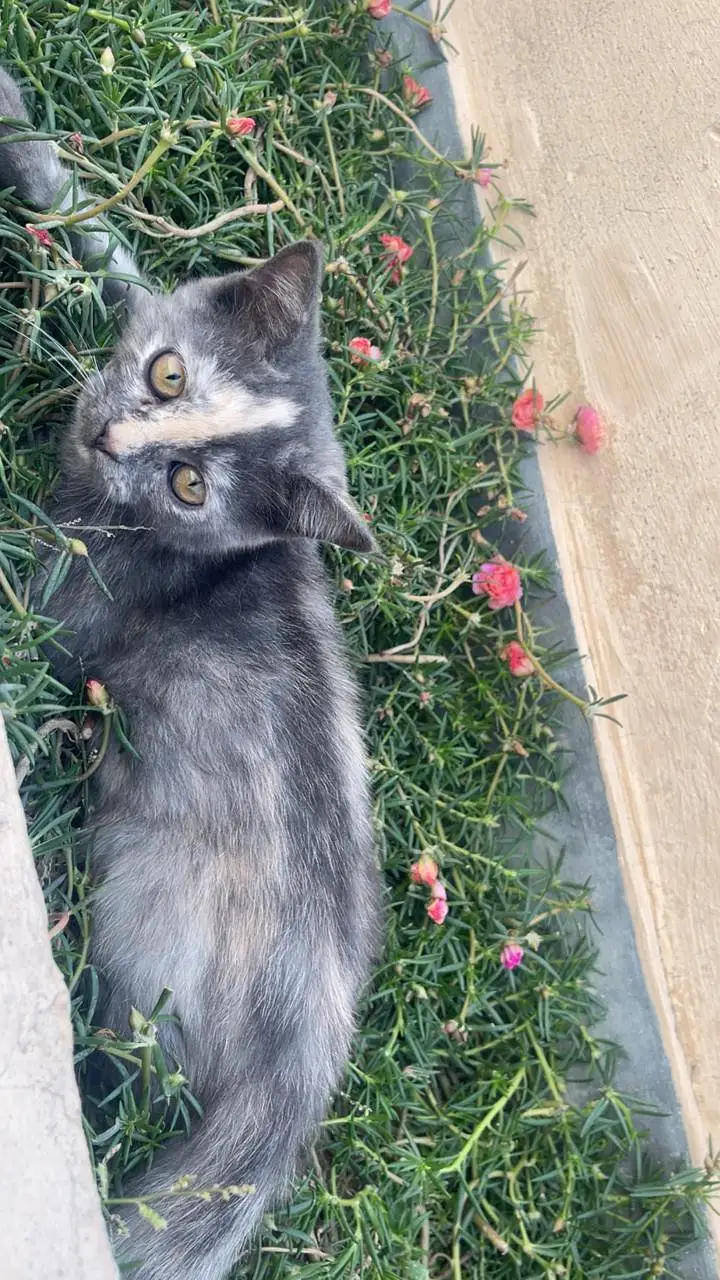 Beautiful & Healthy Cat Available for Sale — photo 7