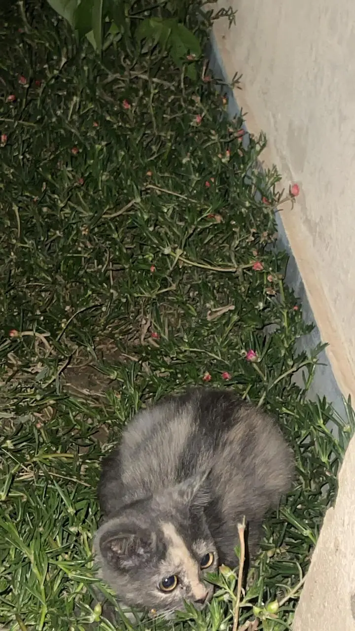 Beautiful & Healthy Cat Available for Sale — photo 8