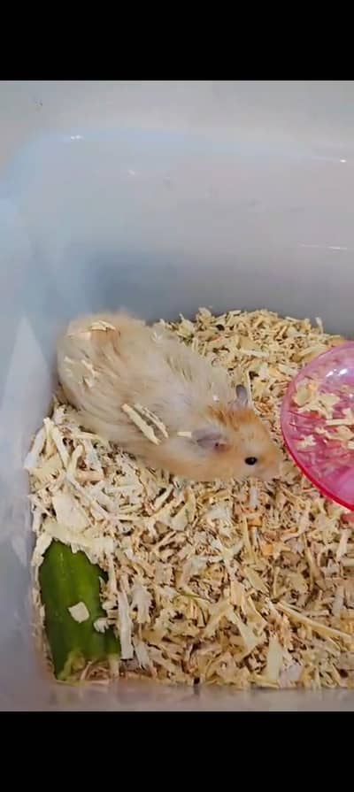 hamsters