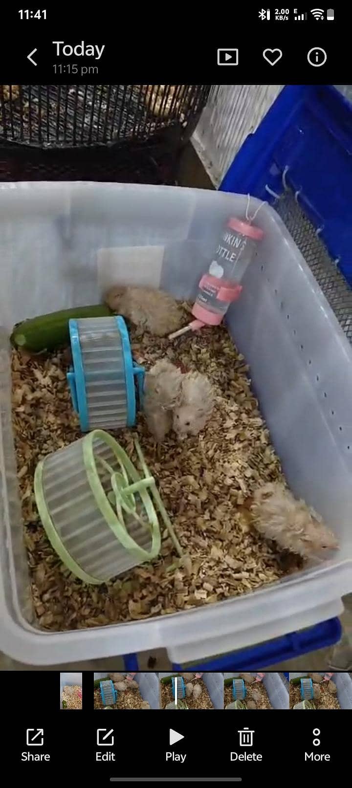 hamsters 1