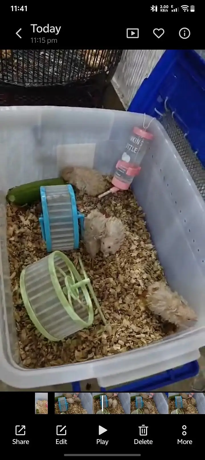 hamsters — photo 2