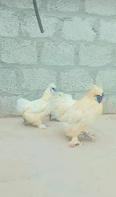 Silkie 12000