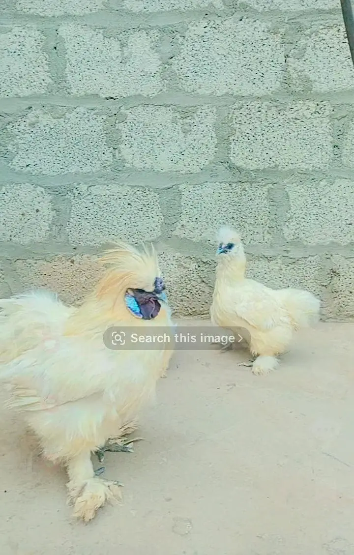 Silkie 12000 — photo 2