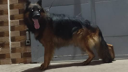 Garman shaft long Cort dark color marking family dog