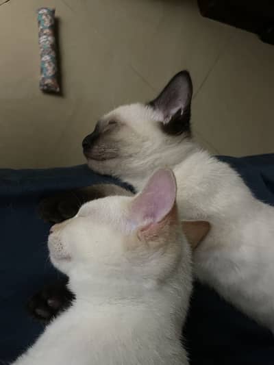 Siamese and point ginger both are 10 months old and are males