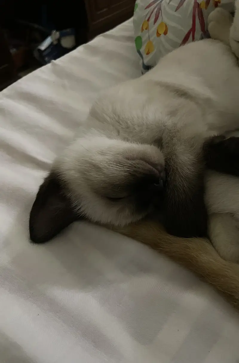 Siamese and point ginger both are 10 months old and are males — photo 2