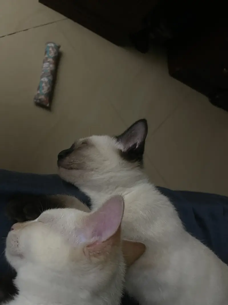 Siamese and point ginger both are 10 months old and are males — photo 3