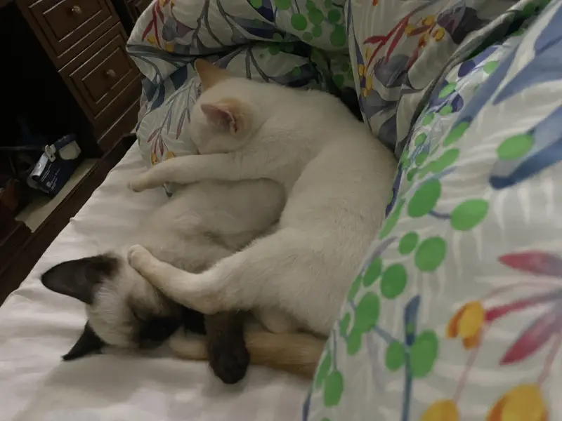 Siamese and point ginger both are 10 months old and are males — photo 4