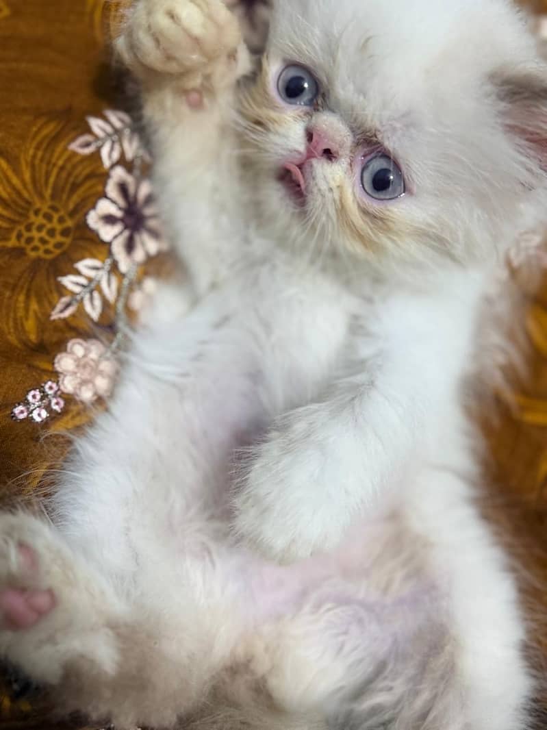 Peki Face 1
