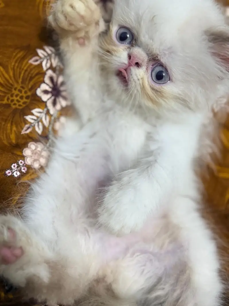 Peki Face — photo 2