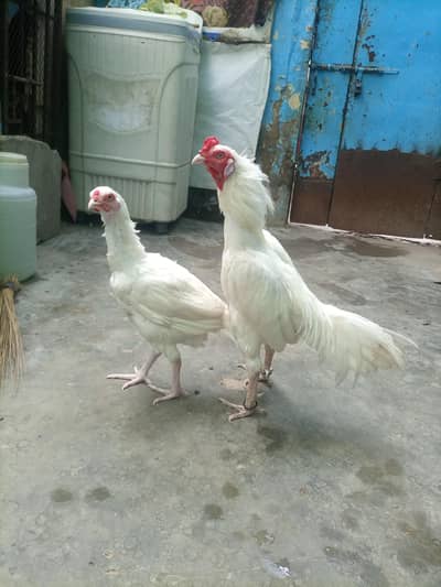 hi quality hera pair