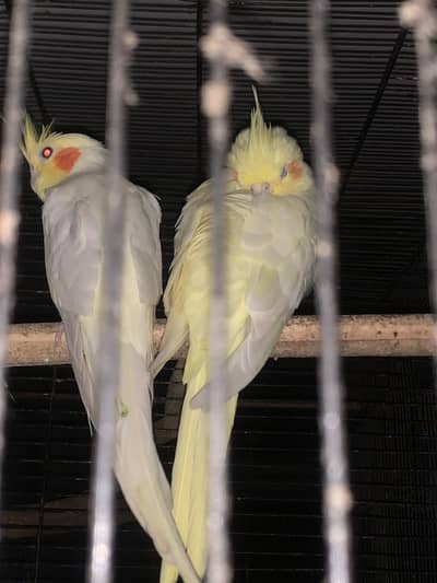Common white cocktail pair for sale