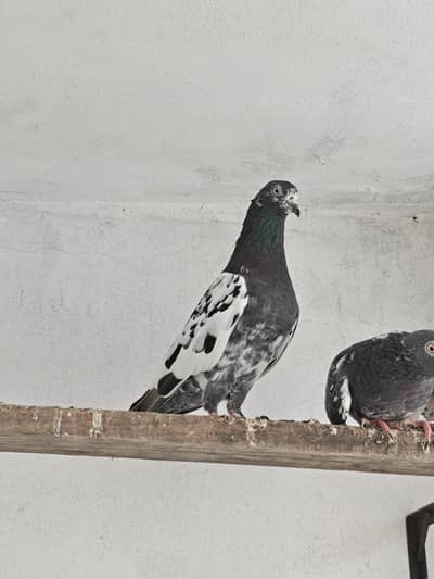 teddy pair rampuri male dove wali female