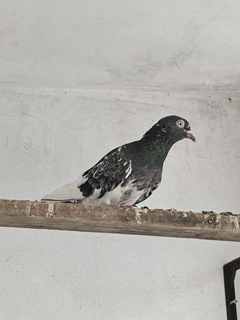 teddy pair rampuri male dove wali female — photo 2