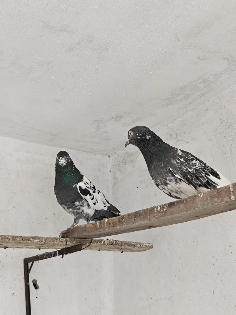 teddy pair rampuri male dove wali female — photo 3