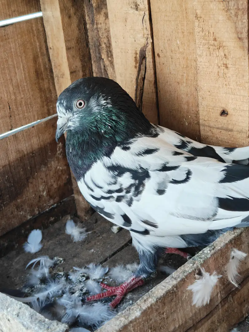 teddy pair rampuri male dove wali female — photo 5