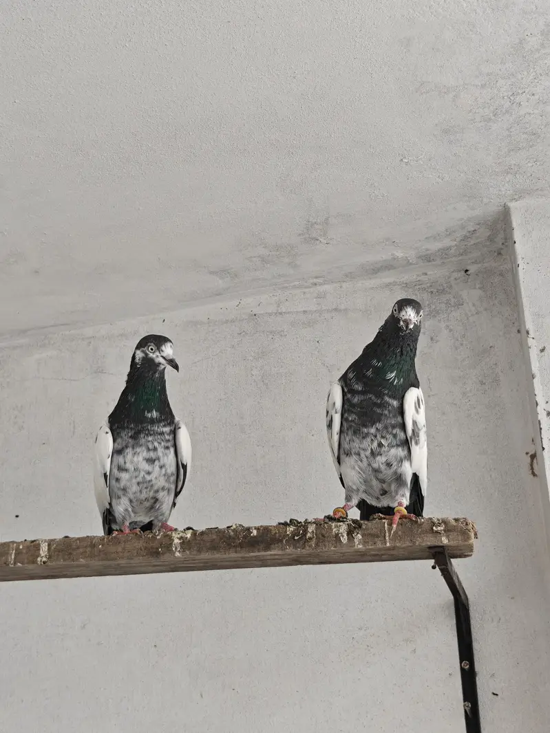 teddy pair rampuri male dove wali female — photo 8