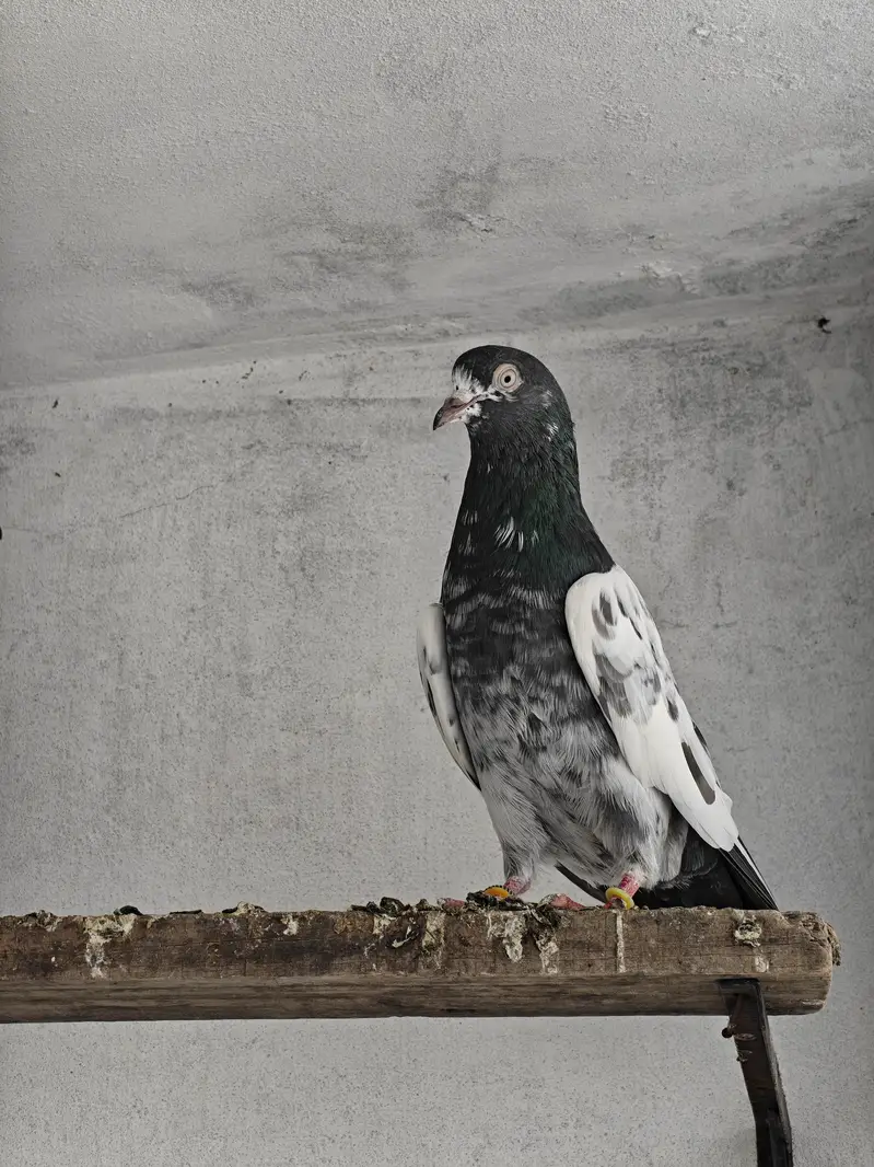 teddy pair rampuri male dove wali female — photo 9