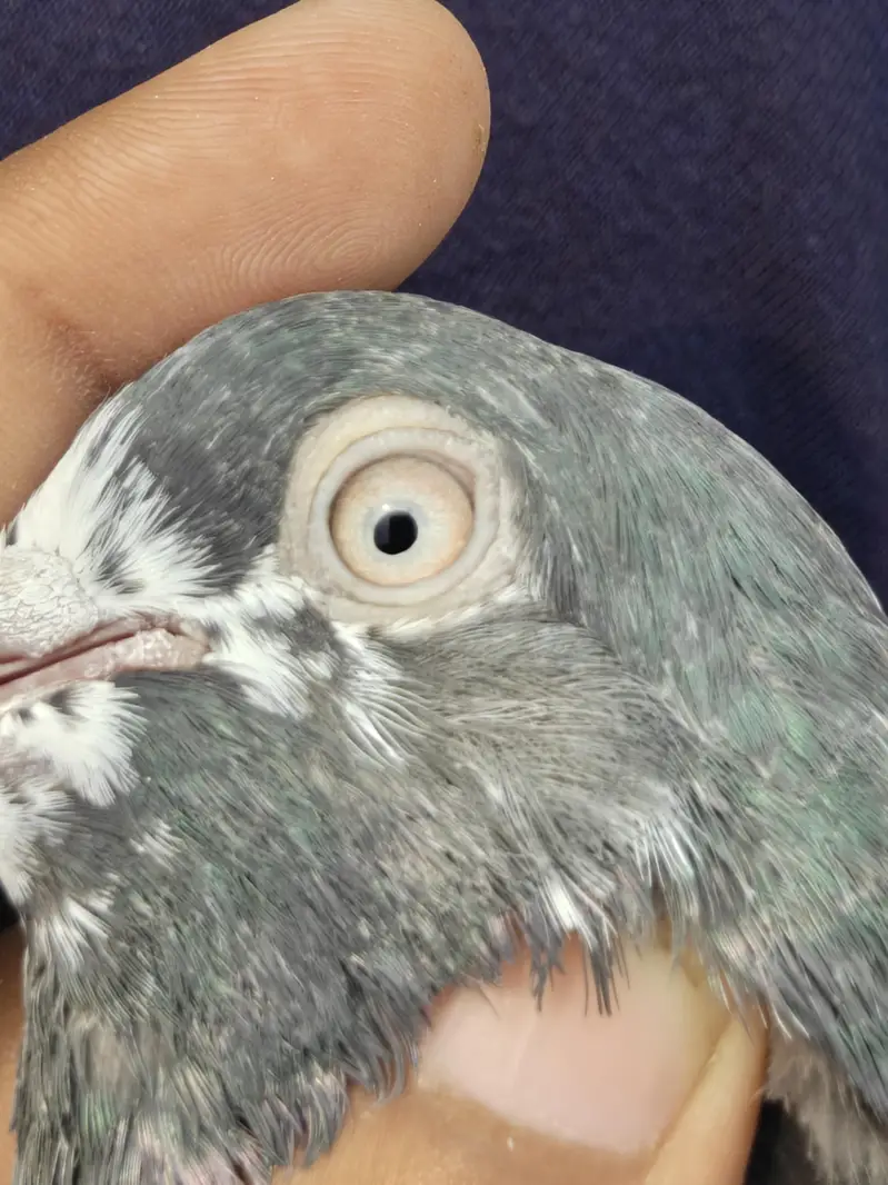 teddy pair rampuri male dove wali female — photo 12
