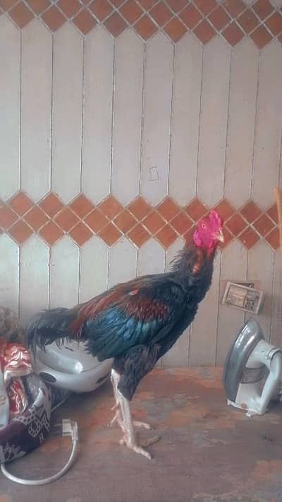 aseel shamu