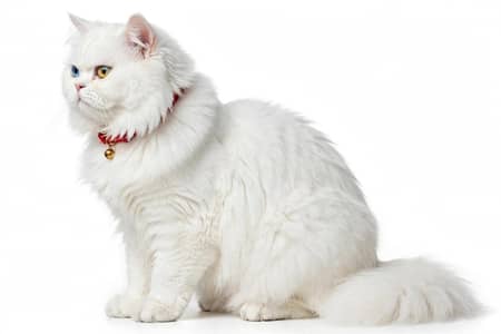 rare odd eyes Persian cat
