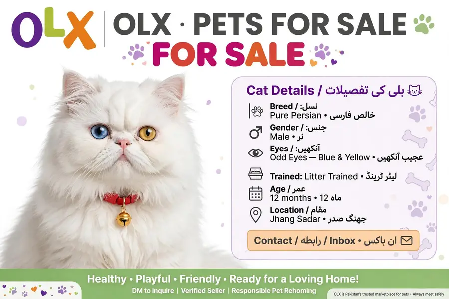 rare odd eyes Persian cat — photo 2