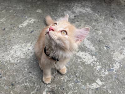 parsian cat male double kot