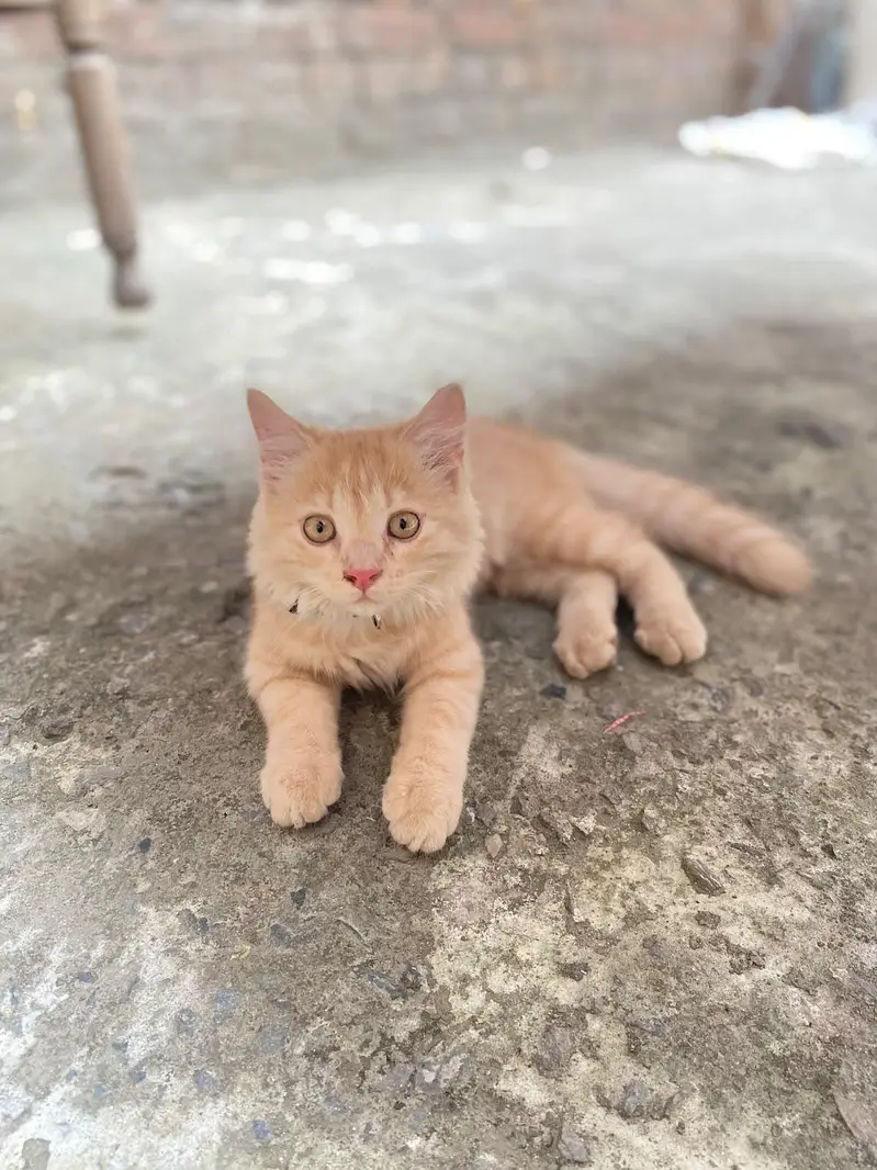 parsian cat male double kot — photo 2