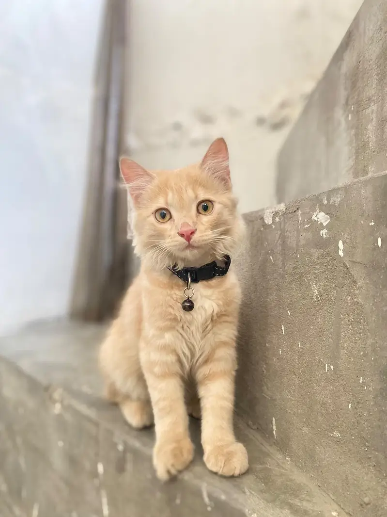 parsian cat male double kot — photo 3