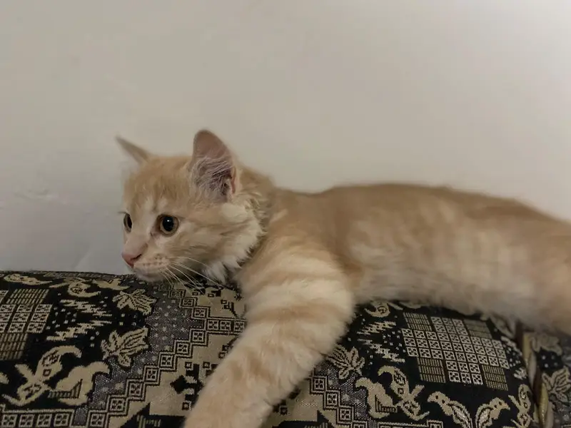 parsian cat male double kot — photo 4