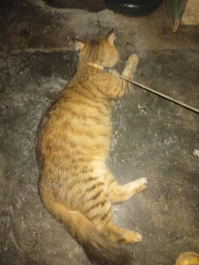 cat Han beautiful