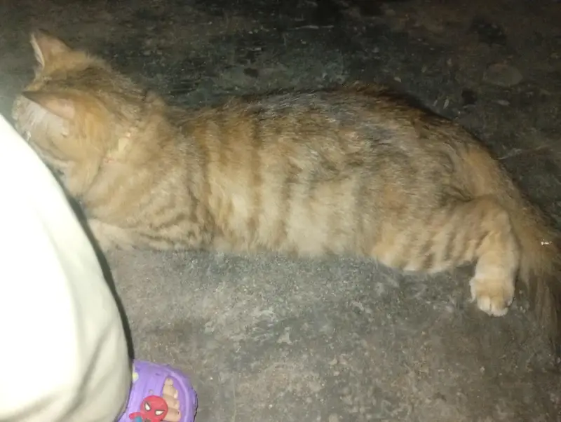 cat Han beautiful — photo 2